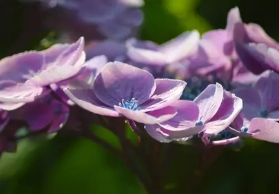Vibrant Lacecap Hydrangeas: A Summer Garden's Delicate Charm