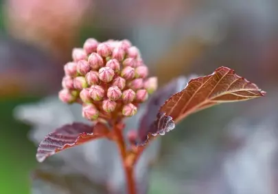 Vibrant Physocarpus Buds: Autumn's Copper Hues