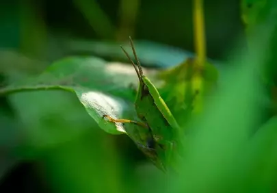 Vibrant Green Grasshopper Blending Seamlessly with Nature's Foliage