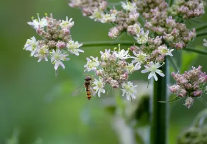 Vibrant Hoverfly Foraging on Meadow Bear Claw Blossom