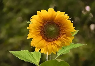 Vibrant Summer Sunflower: Nature's Golden Embrace