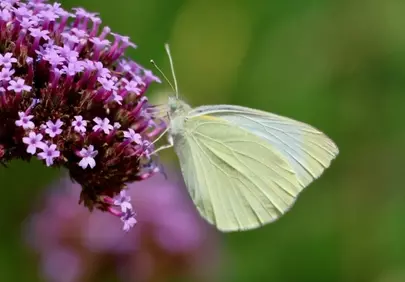 Fragile White Butterfly on Purple Verbena Macro