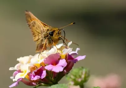Vibrant Macro: Butterfly Pollinating Colorful Lantana Flowers