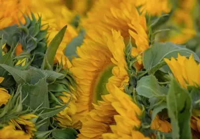 Vibrant Sunflower Field Close-up: Summer's Golden Embrace