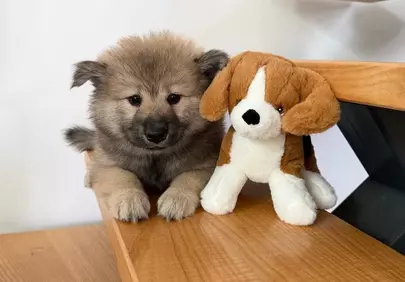 Adorable Eurasier Puppy and Plush Pal Share a Sweet Moment