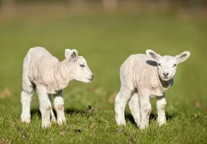 Adorable Duo: Playful Lambs in a Sunny Spring Field
