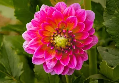 Vibrant Dahlia Bloom: A Summer's Floral Delight