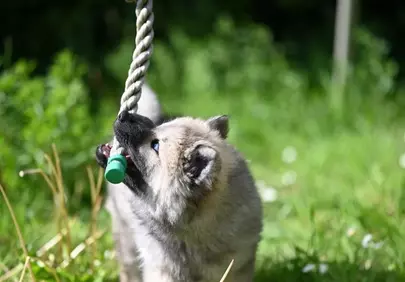 Adorable Eurasier Puppy Playfully Tug-of-War with Rope Toy Outdoors