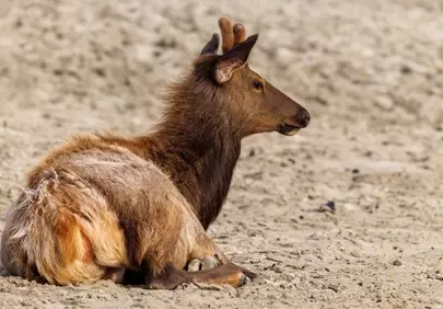 Serene Elk Resting on a Sun-Drenched Oregon Beach
