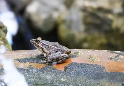 Vibrant Wetland Amphibian: A Spotted Frog in Its Natural Habitat