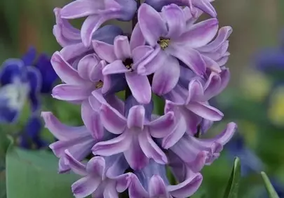 Vibrant Purple Hyacinth: Spring's Fragrant Charm