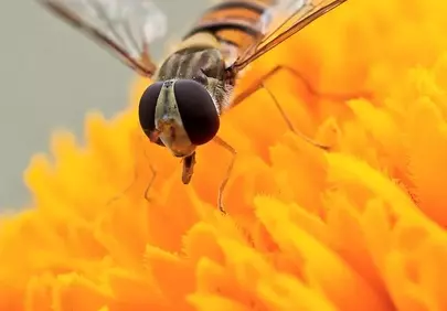 Macro Marvel: Hoverfly's Intricate World on a Golden Bloom