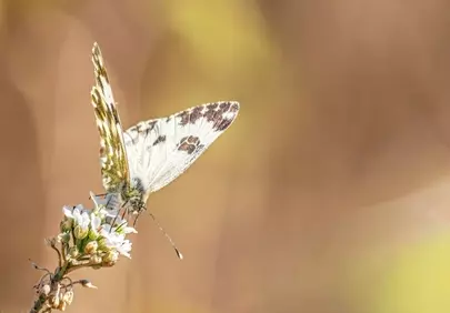 Vibrant Spring Macro: Butterfly Nectaring on Wildflower