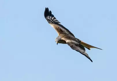 Majestic Red Kite Soaring: A Hunter's Graceful Flight