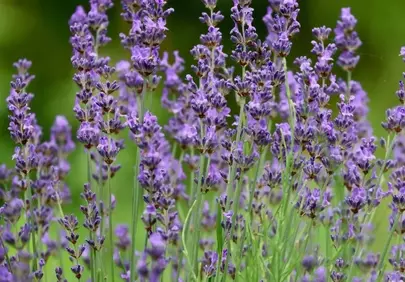 Vibrant Lavender Blooms: Nature's Purple Serenity