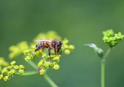 Stunning Macro: Busy Bee Pollinating Wild Parsnip Blossom