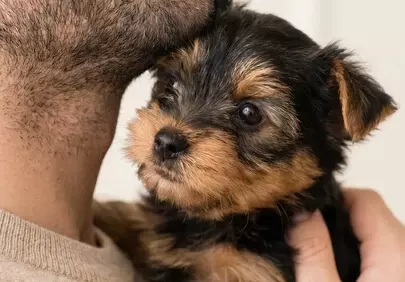 Adorably Fluffy Yorkshire Terrier Puppy Cuddles with Its Loving Owner