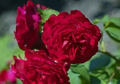 Vibrant Red Roses: A Symbol of Love and Passion in Bloom