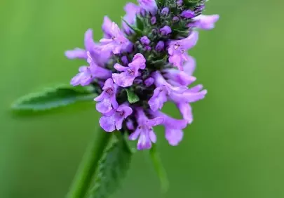 Vibrant Marsh Woundwort Bloom Against Green Nature Background