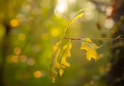 Enchanting Golden Hour Oak Leaves Bathed in Sunset Glow