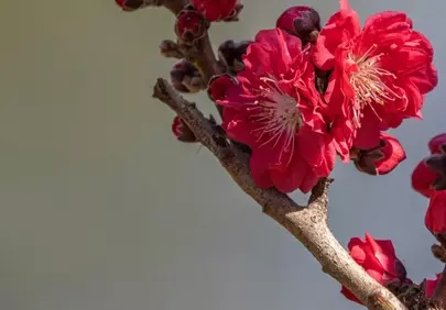 Vibrant Red Peach Blossoms: A Celebration of Spring