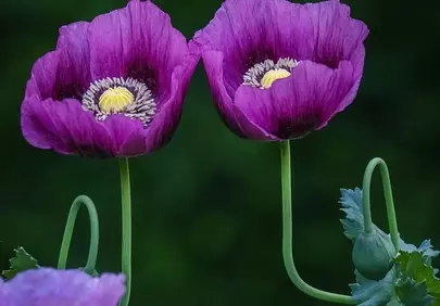 Vibrant Purple Poppies: Nature's Summer Splendor