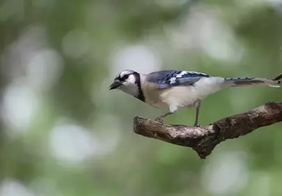 Vibrant Blue Jay Perched in Nature's Embrace