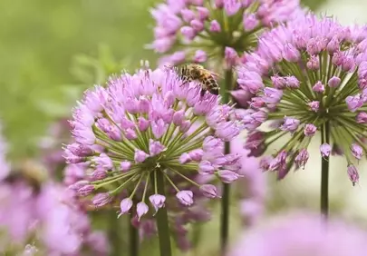 Vibrant Spring: Bee Pollinating Allium in Nature's Garden