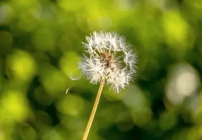 Enchanting Dandelion Macro: Nature's Summer Whimsy