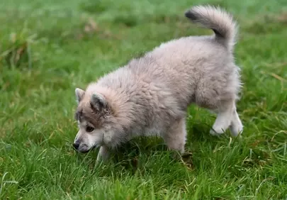 Charming Eurasier Puppy Explores Green Fields