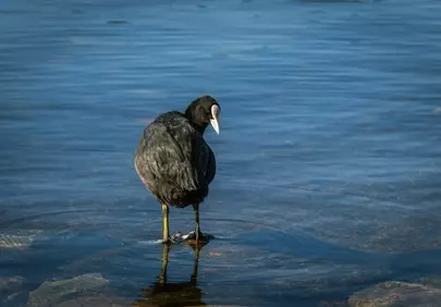 Serene Coots: A Glimpse of Wild Nature's Tranquility
