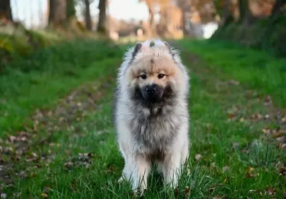 Fluffy Eurasier Pup Explores a Verdant Forest Path