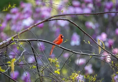 Vibrant Cardinal Amidst Spring Blossoms: A Nature's Masterpiece