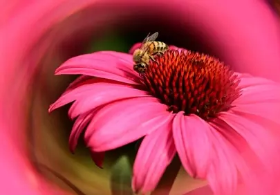 Vibrant Pink Bloom: Bee's Pollen Quest