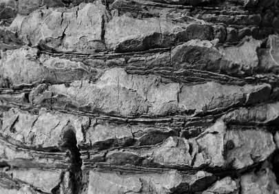 Dramatic B&W Palm Bark Texture: Nature's Intricate Canvas