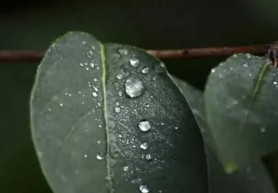 Vibrant Green Leaf with Sparkling Raindrops