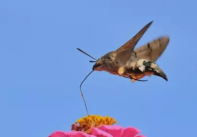 Vibrant Zinnia Hosts Hummingbird Moth in Mid-Air Pollination.