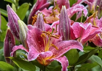 Vibrant Pink Lilies Adorned with Morning Raindrops