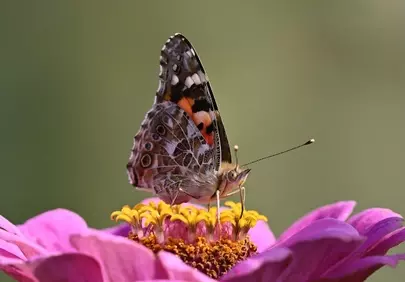 Vibrant Painted Lady Butterfly on Pink Zinnia