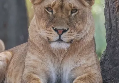 Majestic Lioness: A Glimpse into Wild Serenity