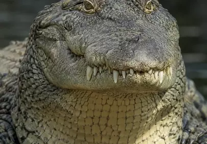 Fearsome Predator: Close-up of a Crocodile's Menacing Gaze