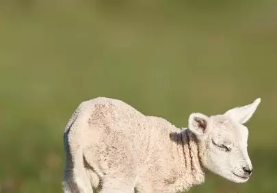 Charming Fluffy Lamb: A Symbol of Spring's New Life