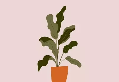 Chic Boho Houseplant on Pink: Minimalist Home Decor Illustration