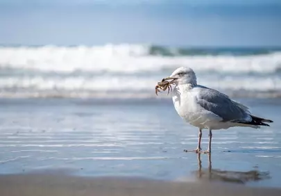 Dramatic Moment: Seagull Captures Crab on Sunny Beach