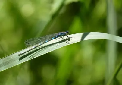 Vibrant Blue Dragonfly Resting on a Lush Green Leaf