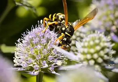 Vibrant Macro: Wasp Pollinating a Thistle Flower in Summer