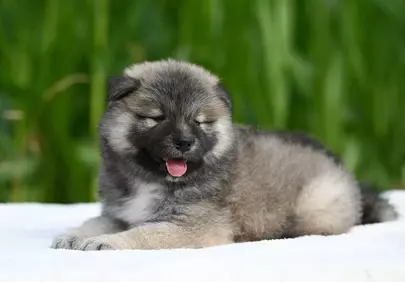 Adorable Eurasier Puppy: Resting Comfortably in Nature