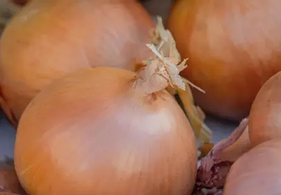 Vibrant Golden Onions: Fresh Harvest Ready for Your Kitchen