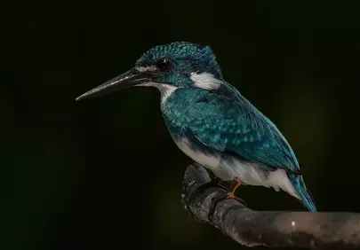 Vibrant Kingfisher Perched: A Glimpse of Wild Beauty
