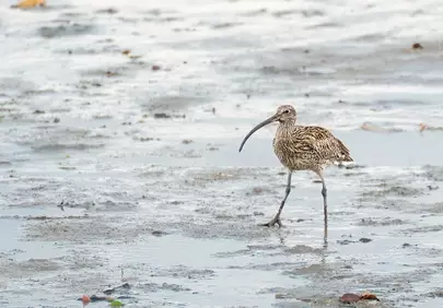 Graceful Eurasian Curlew Foraging on Winter Wetlands
